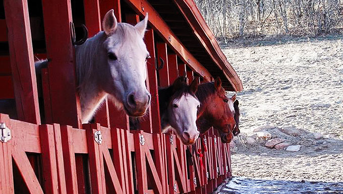 Equestrian Center