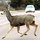 Deer on the road at the U.S. Air Force Academy.