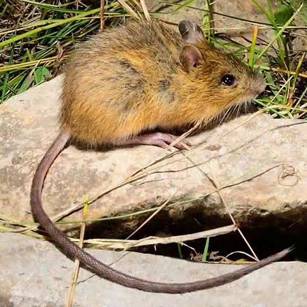 Preble's Meadow Jumping Mouse